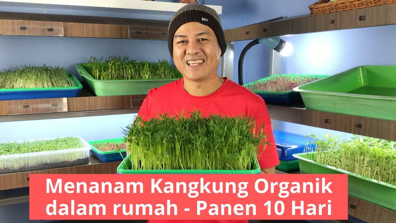 Tanam Kangkung Organik didalam rumah - Panen 10 hari