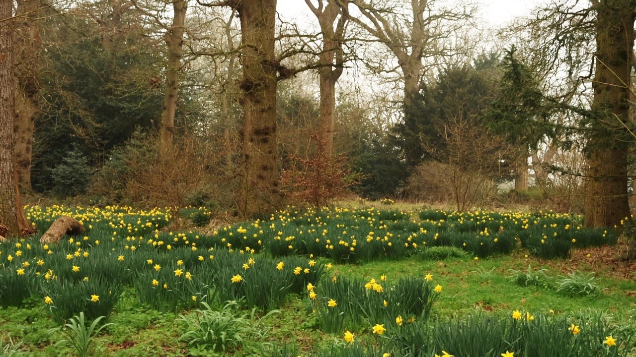 First Day of Spring || Daffodils & Cottage Gardening 🌼