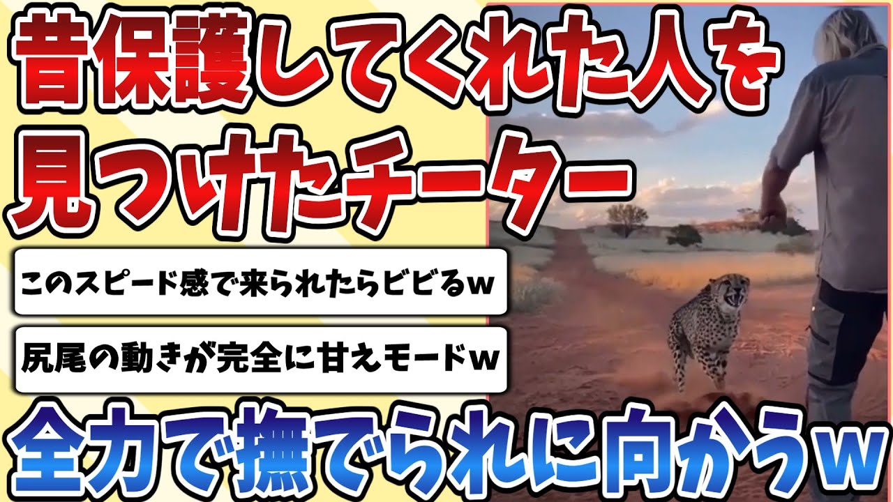 【2ch動物スレ】小さい頃に保護してくれた主を見つけた【チーター】が撫でられたくて全速力で向かった結果ｗｗｗ