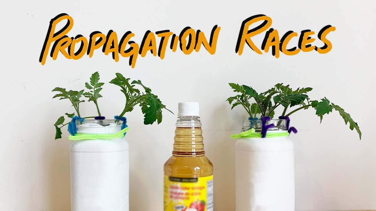Does Apple Cider Vinegar Help Rooting?
