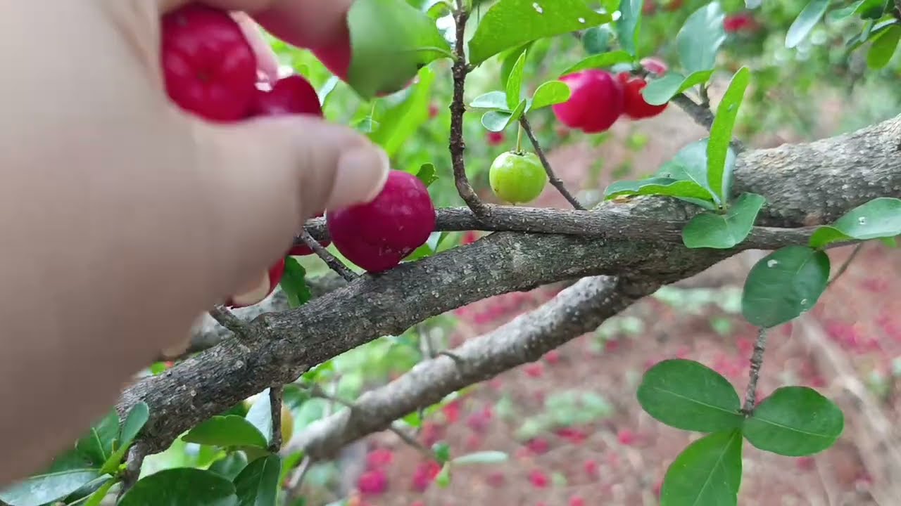 Plantando alguma mudas de plantas, podemos o pingo de ouro e antes da chuva chegar colhi acerola.