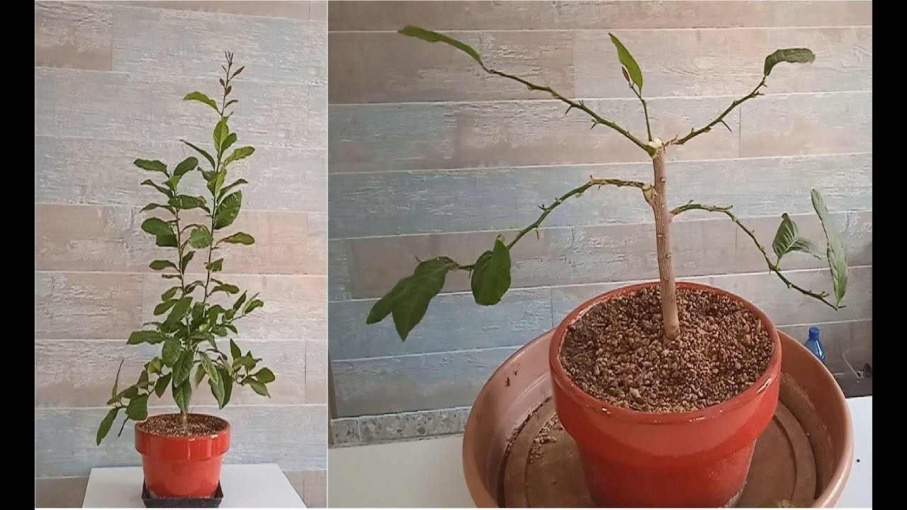 Poda del bonsai limonero. Febrero 2022.