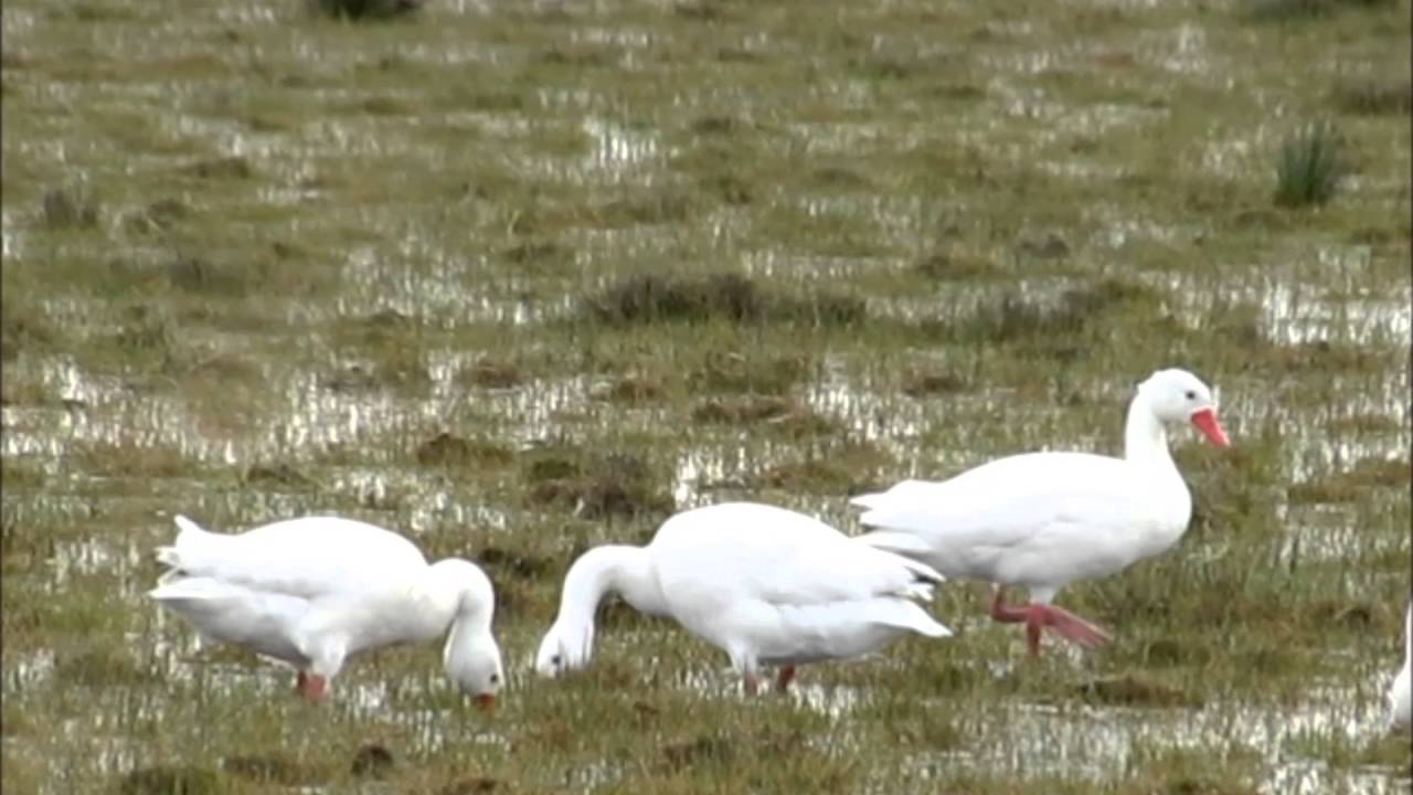 Coscoroba Swan (Coscoroba coscoroba). Uruguay Sept 2013