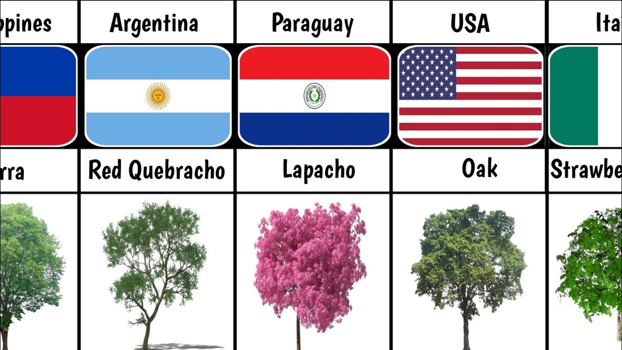 National Trees From Different Countries