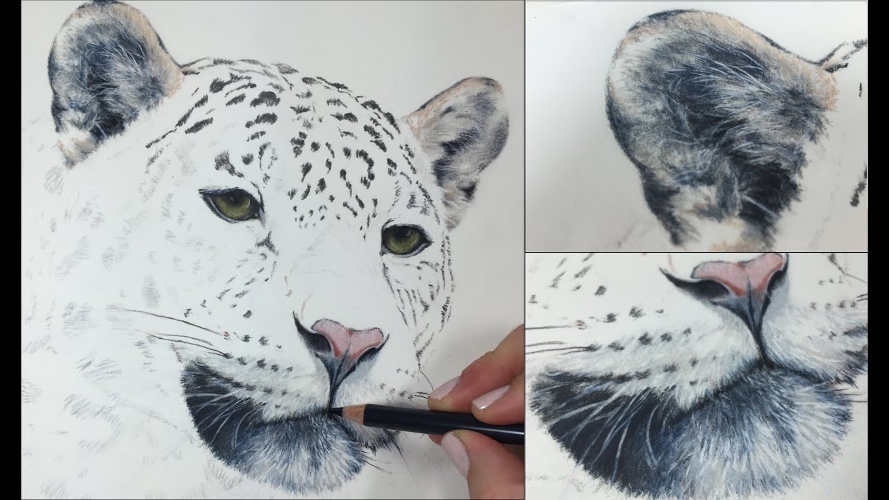 TUTORIAL #7 - How to draw perfect whiskers every time - Channel Sheldene Fine Art