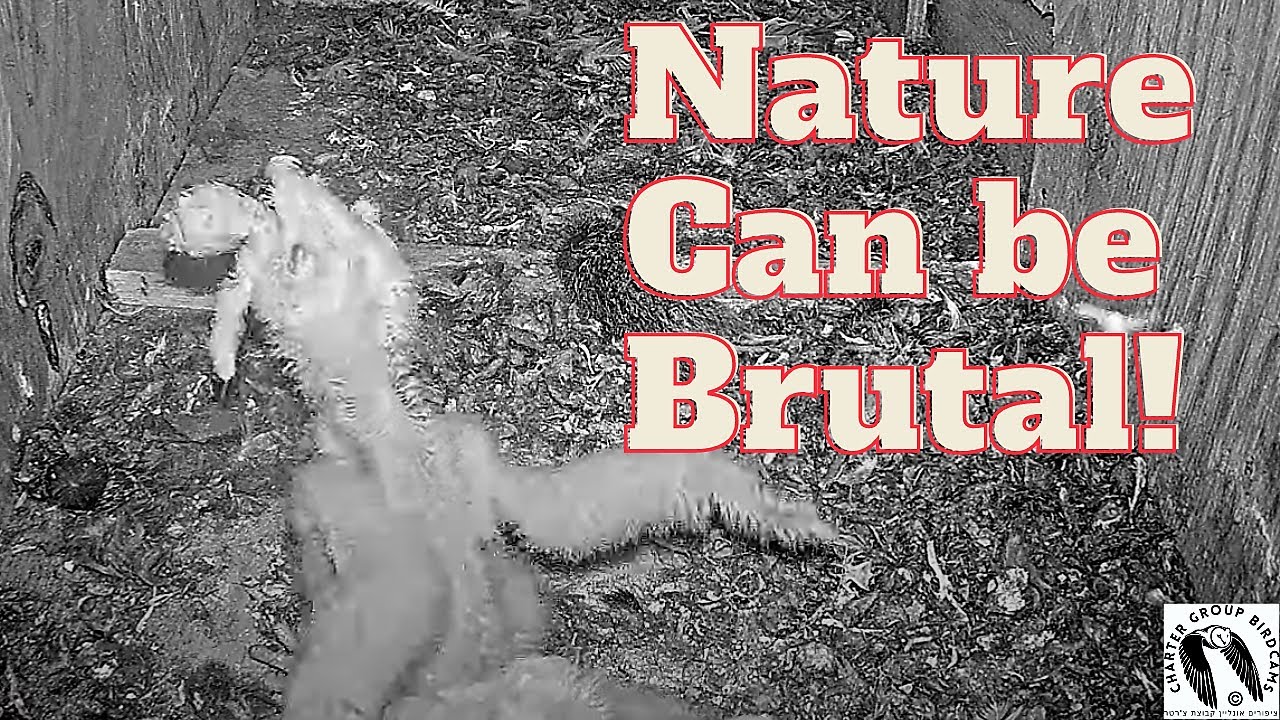 So Sad! Wild Barn Owl nestling swallows the youngest sibling (Siblicide). Viewer Discretion Advised