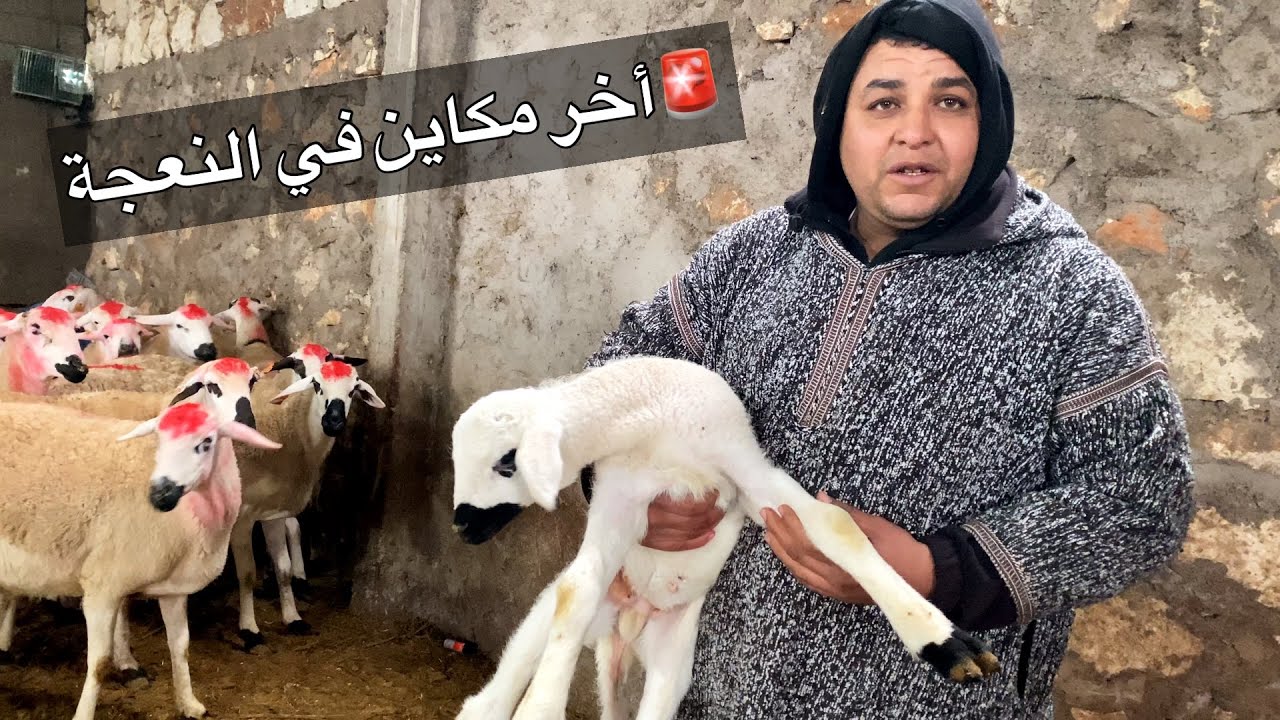 🚨أخر مكاين في النعجة صردية 15النعجة مليحة✅