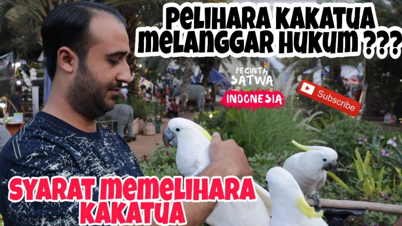 syarat memelihara burung kakatua!! (hewan dilindungi)