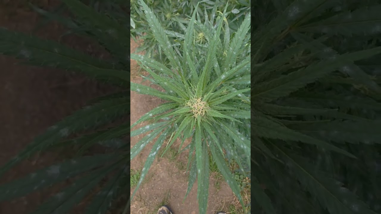 #howtogrowcannabis
