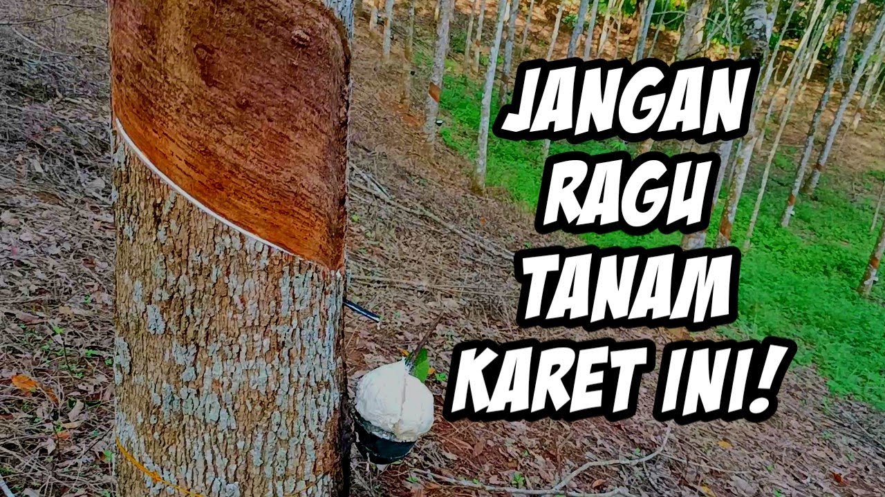 Meski karet alam. tapi getahnya super banget