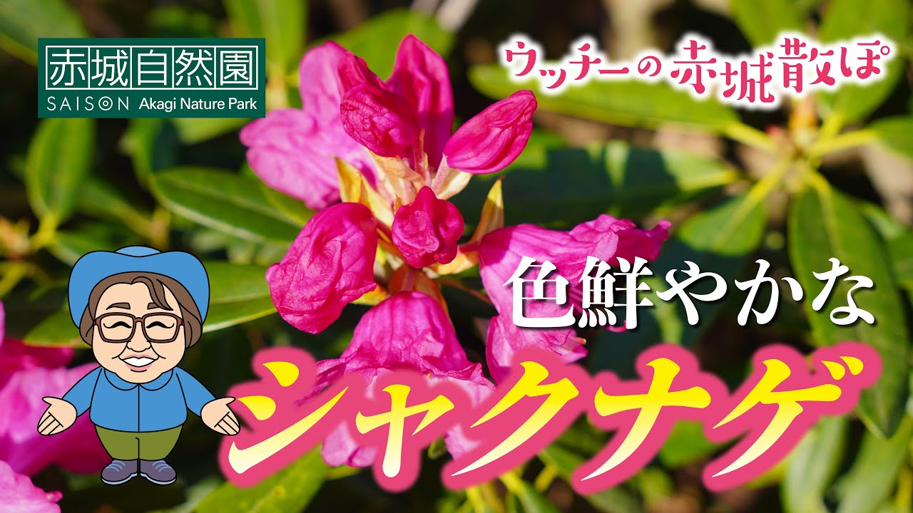 ウッチーの赤城散ぽ2025#2～色鮮やかなシャクナゲ～