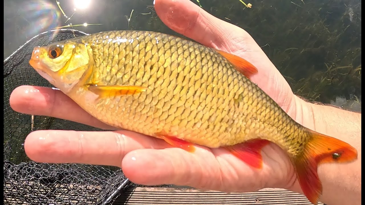 Wzdręgi Na Spinning! - PORADNIK