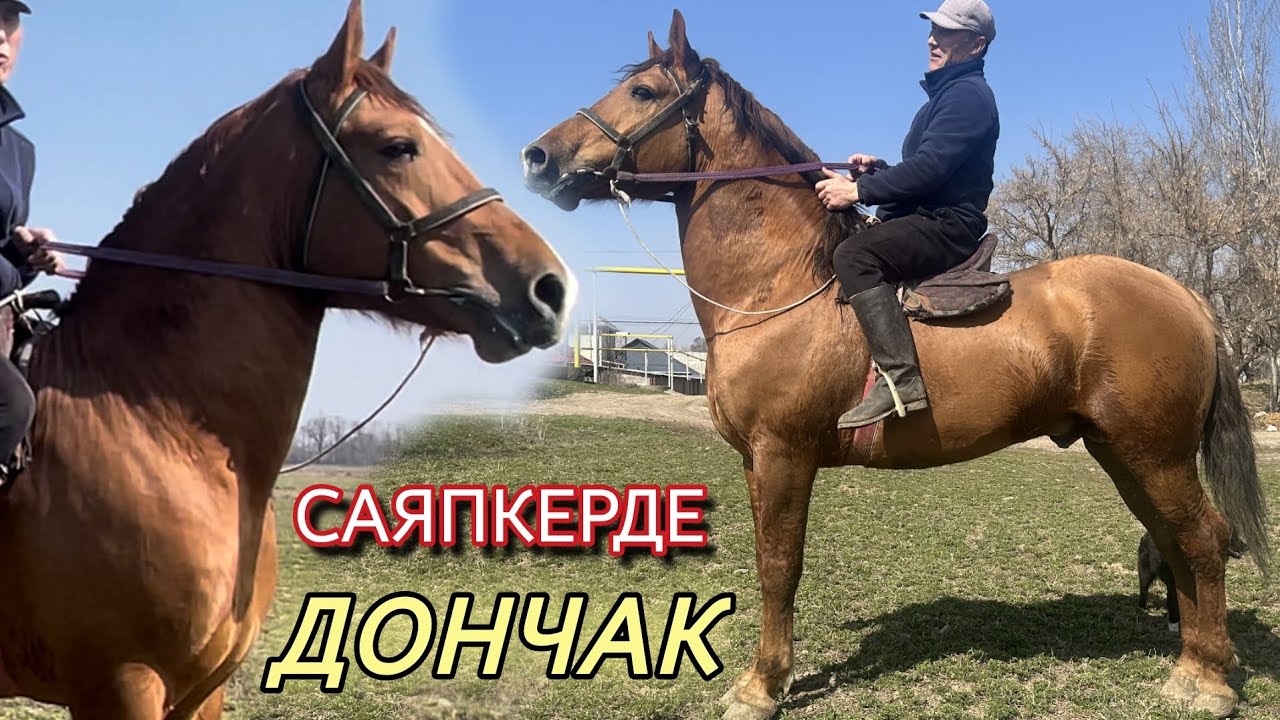 ЖОЛБОРС ТУЯК ДОНЧАК САЯПКЕРДЕН