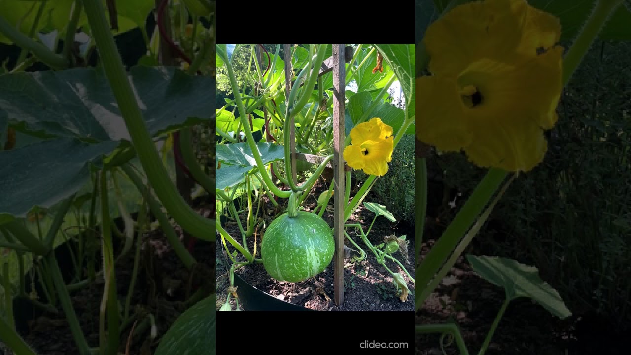 tuyur alkardinal waleanakib alkhadra' fi hadiqati. tinisi, alwilayat almutahidat al'amrikiat 🎶