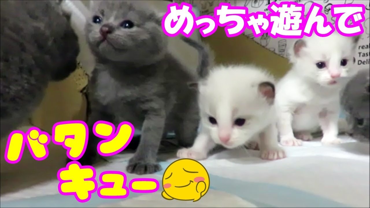 子猫ちゃん、めっちゃ遊んで最後は｢バタンキュー｣ｗｗ❤(^^♪Animation of my cute kittens.