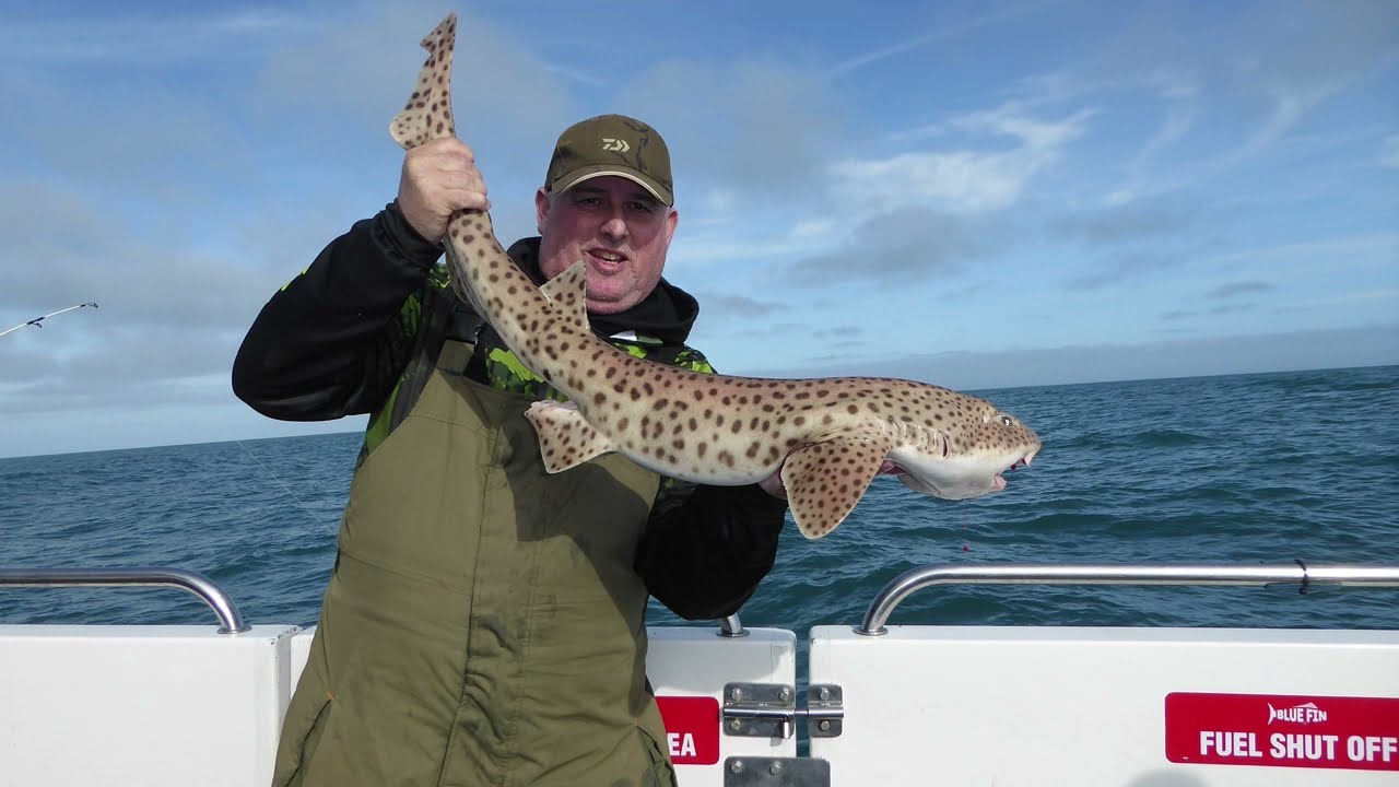 Boat Fishing Mid Channel Out Of Ilfracombe - Tope, Huss, Spurdogs & Good Times