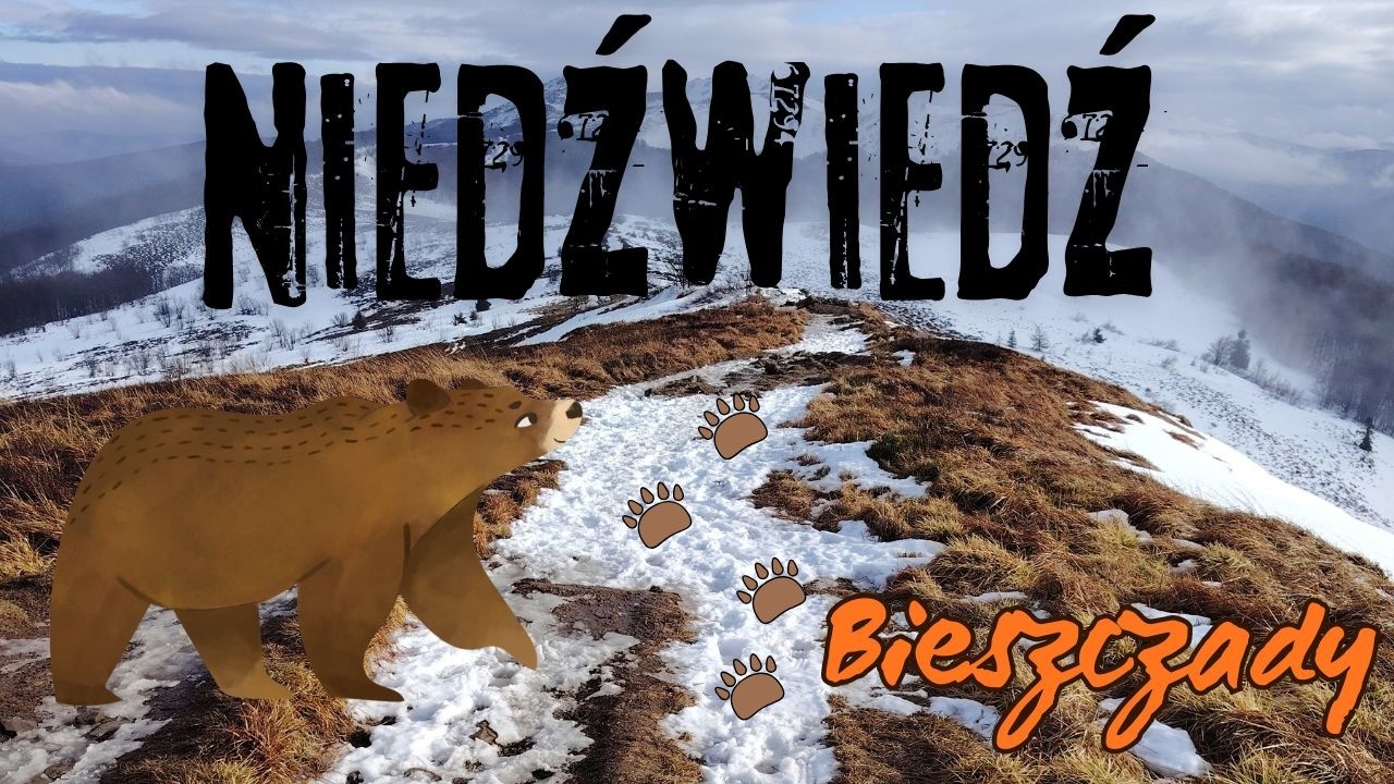 Niedźwiedź w Bieszczadach - czy go spotkamy ??