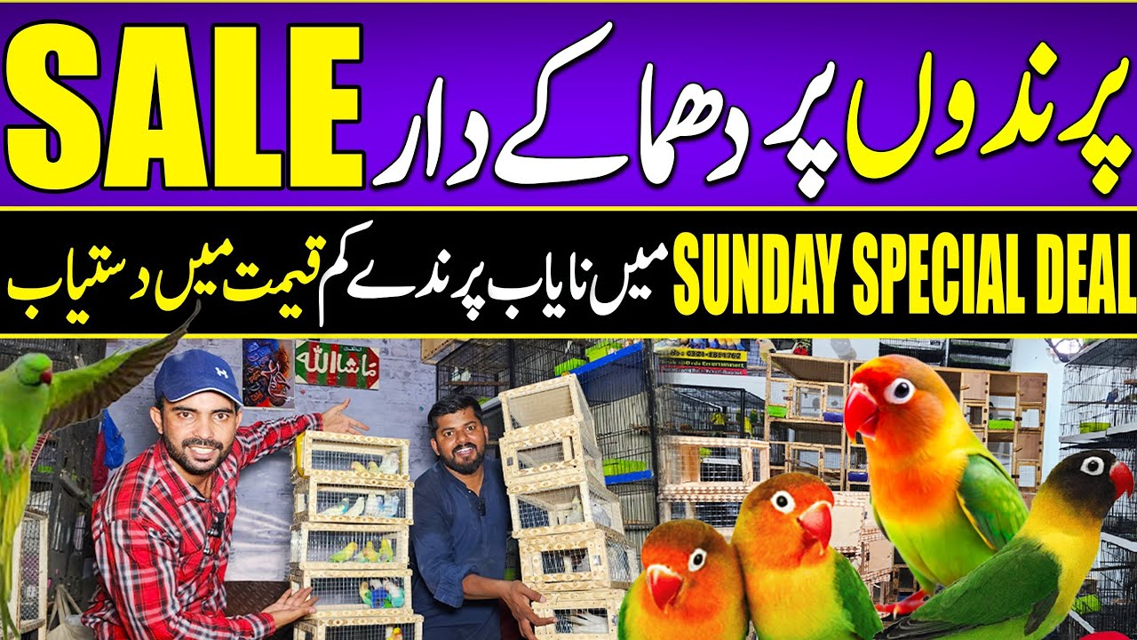 Sunday offer a gai Bilal Bhai ki #lahorientertainmentchannel