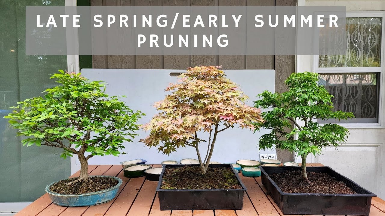 Pruning Japanese Maple and Euonymus in Early Summer