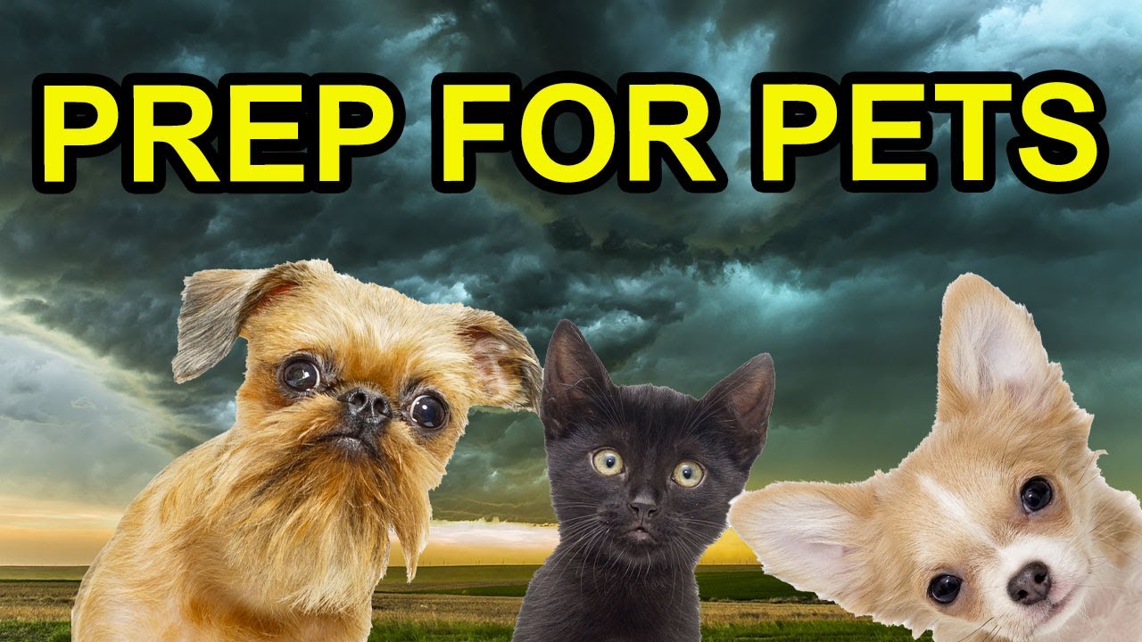 Pet Survival - Prepping for Dogs and Cats