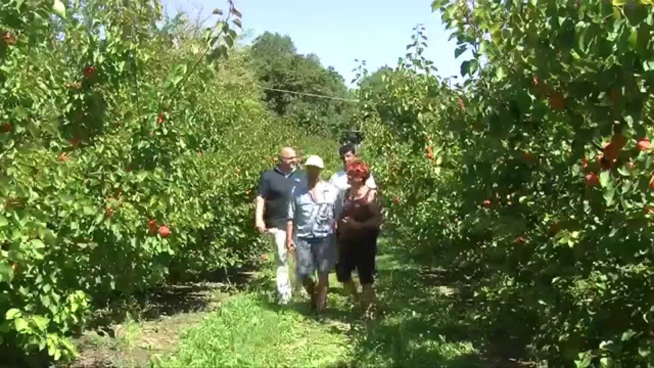 La raccolta delle albicocche