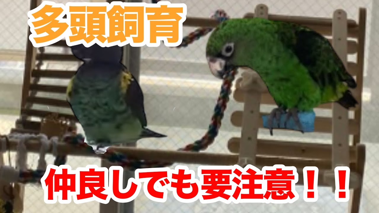 【インコ】獣医師が見るペットの飼育環境 第8弾！多頭飼育で起こる問題に着目！