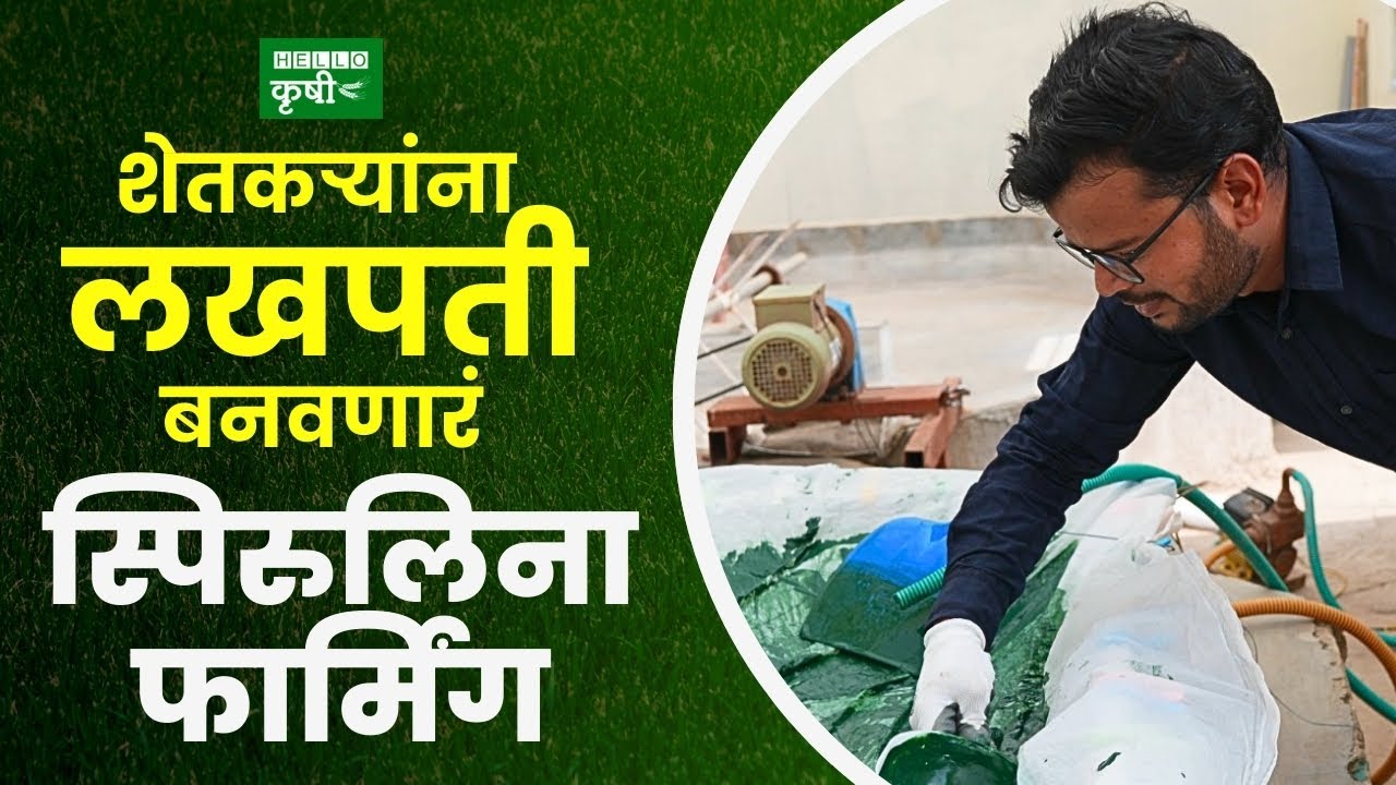 Spirulina Farming : महिना 80 हजार रुपये कमवून देणारं स्पिरुलिना फार्मिंग