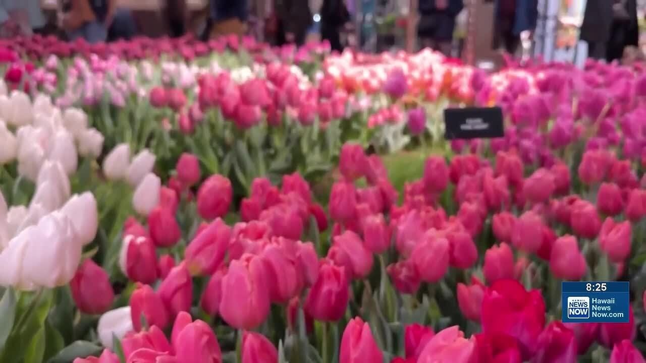 What's Trending: World's biggest flower show; Veterans and virtual reality