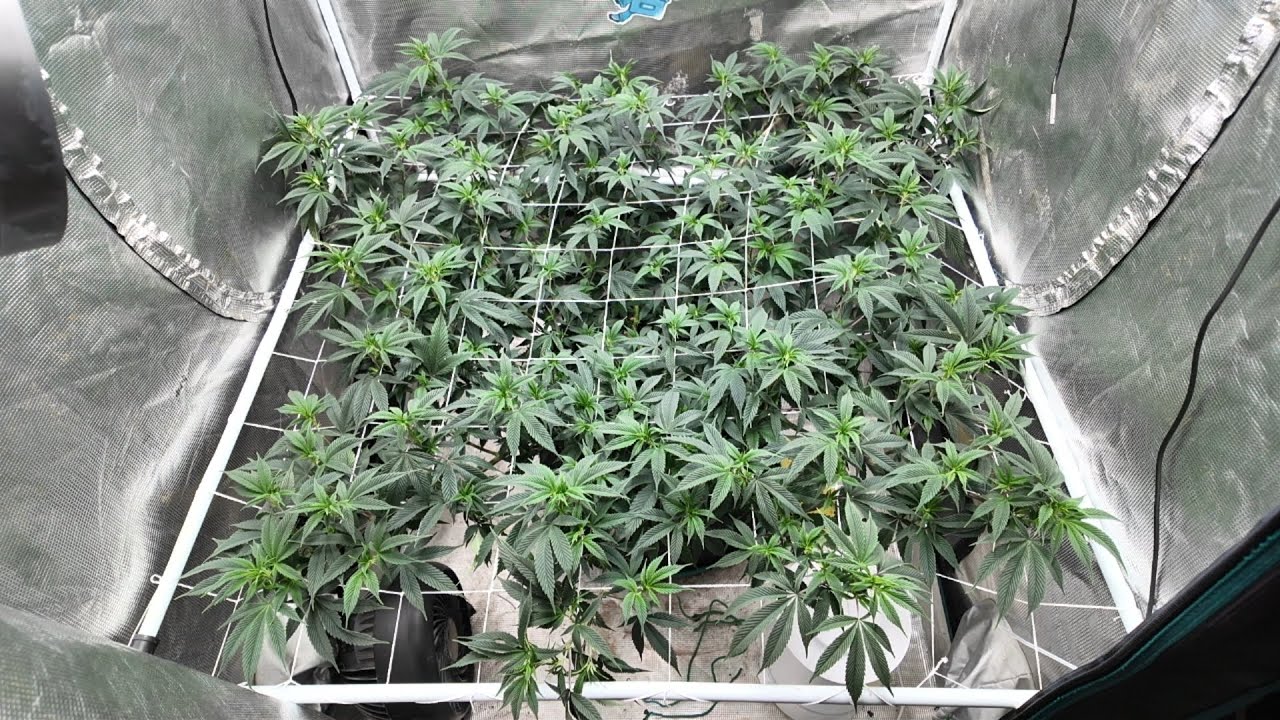 1 plant 3x3 scrog. 6 autopots 5x5 HLG 350R.  HLG Scorpion Diablo.