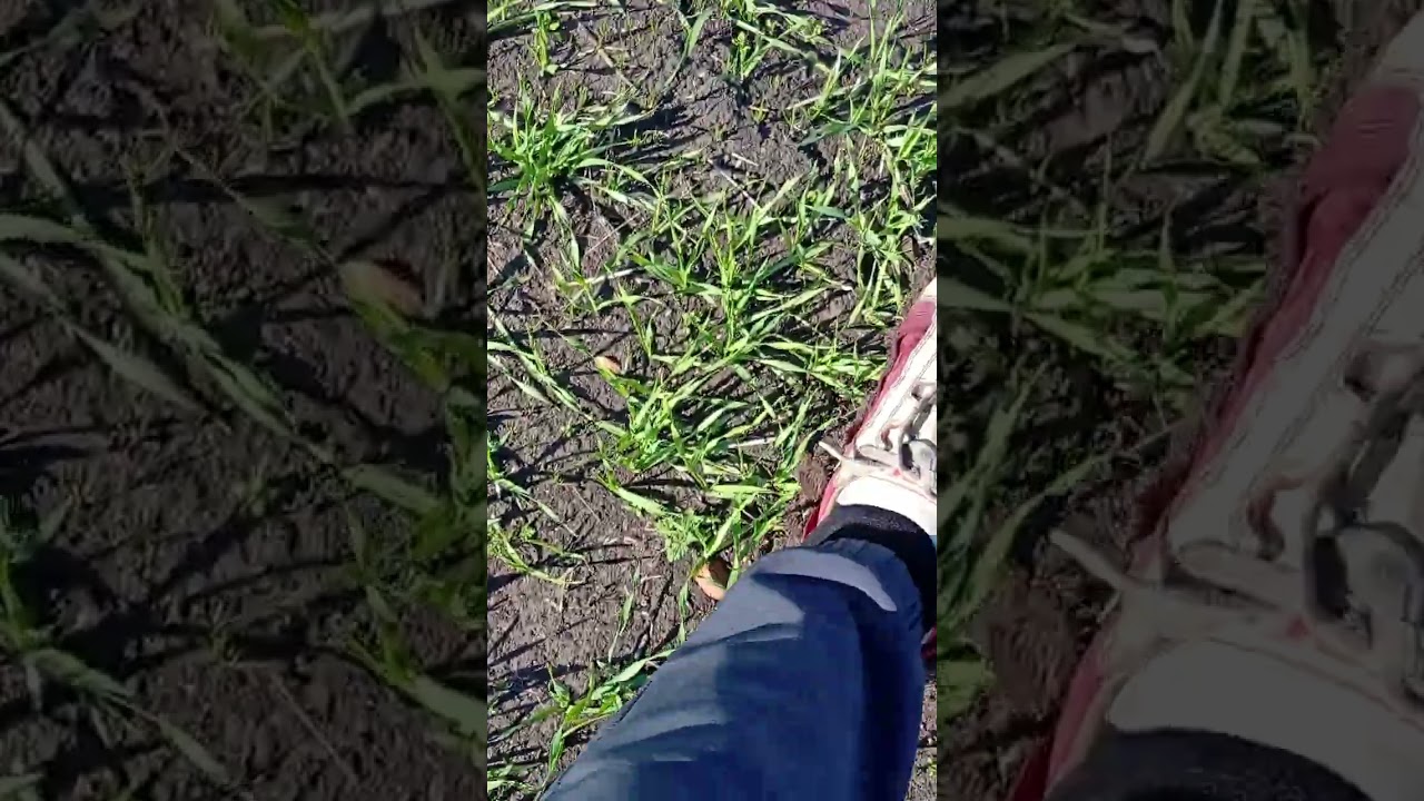 غادي نشوف  وش فلاح مزيان