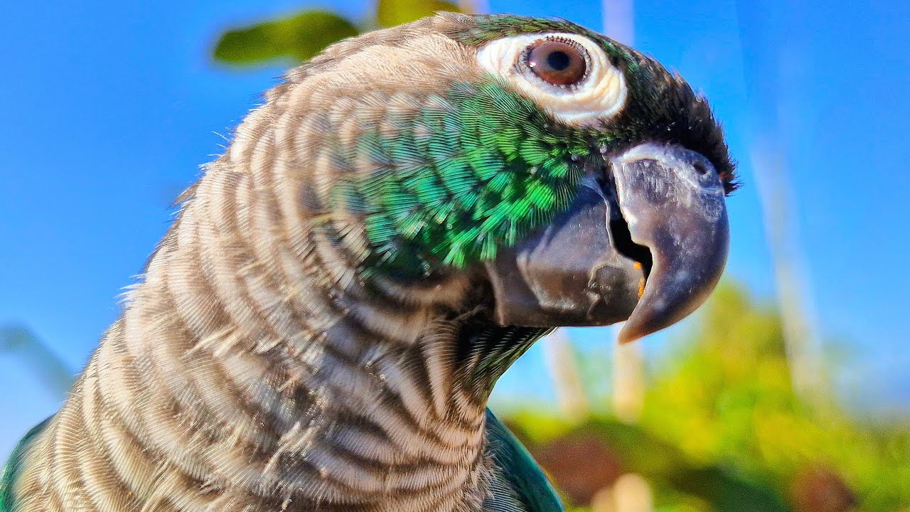 Sound lures birds to come closer.  you can play this sound to call it back home, Conure parrot.