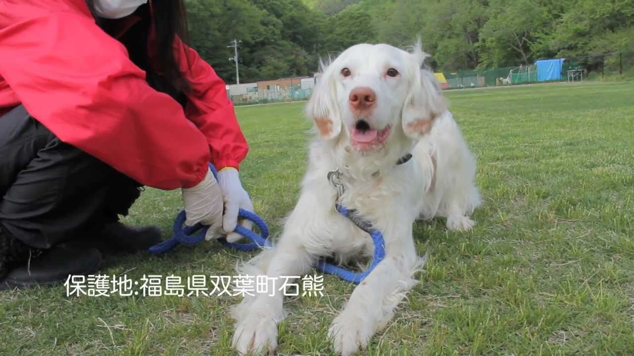 空気公団「♪ここにいるよ。ver.0～飼い主を、待っています。」
