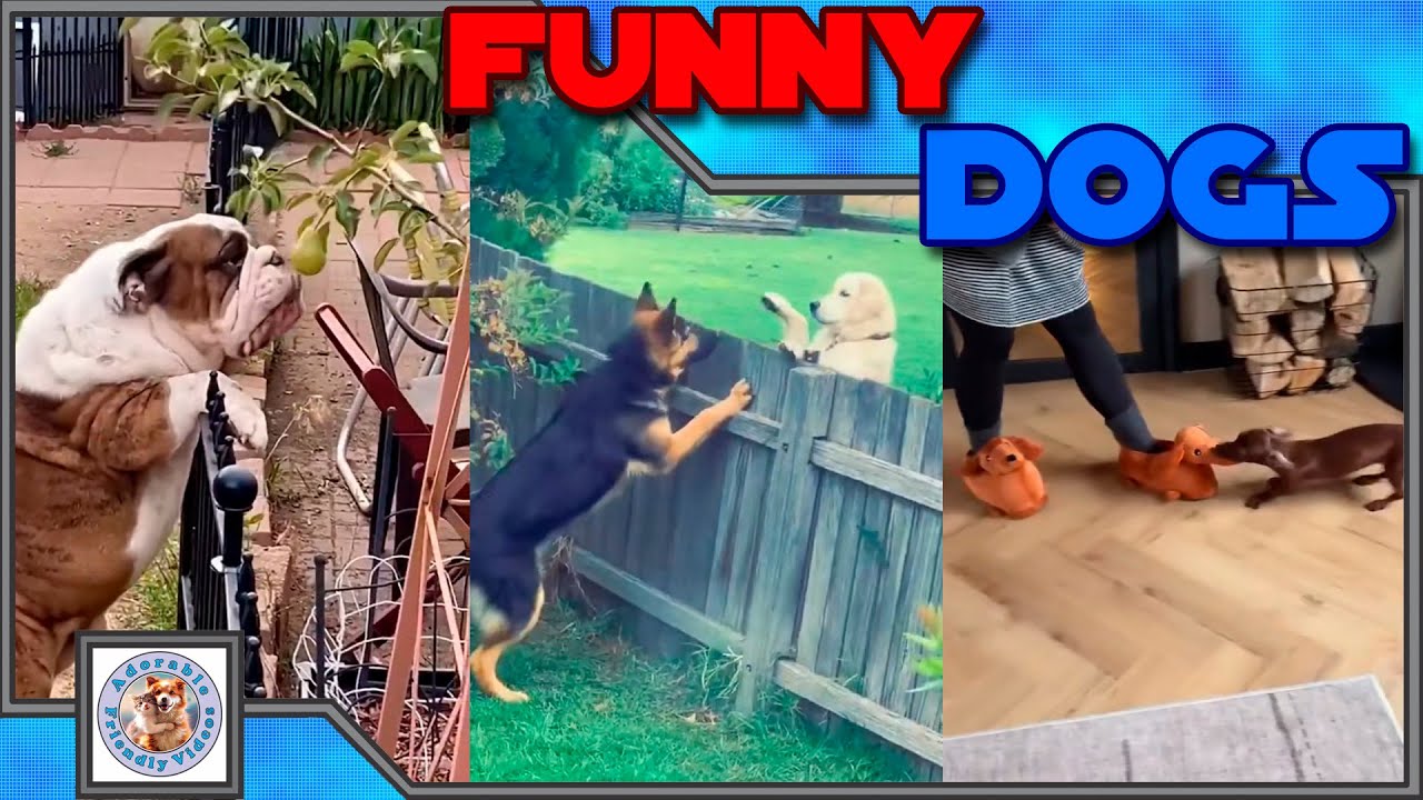 Compilation of funny dogs! Choose your favorite and leave a comment! #062 Subscribe for more!