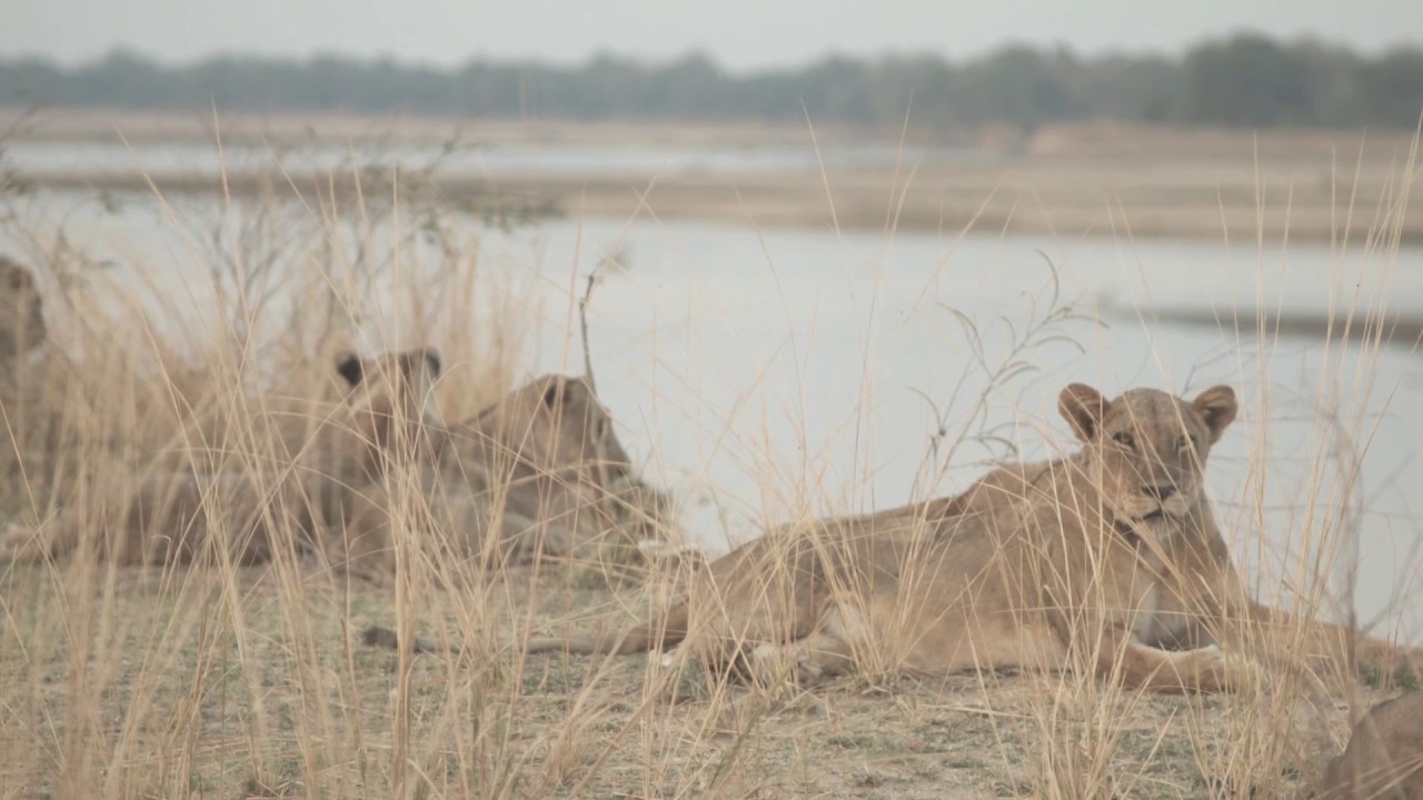 Walking Safaris