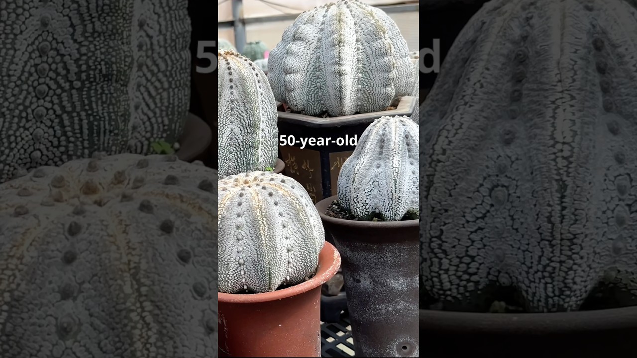 Очень декоративный кактус 🌵Astrophytum asteria