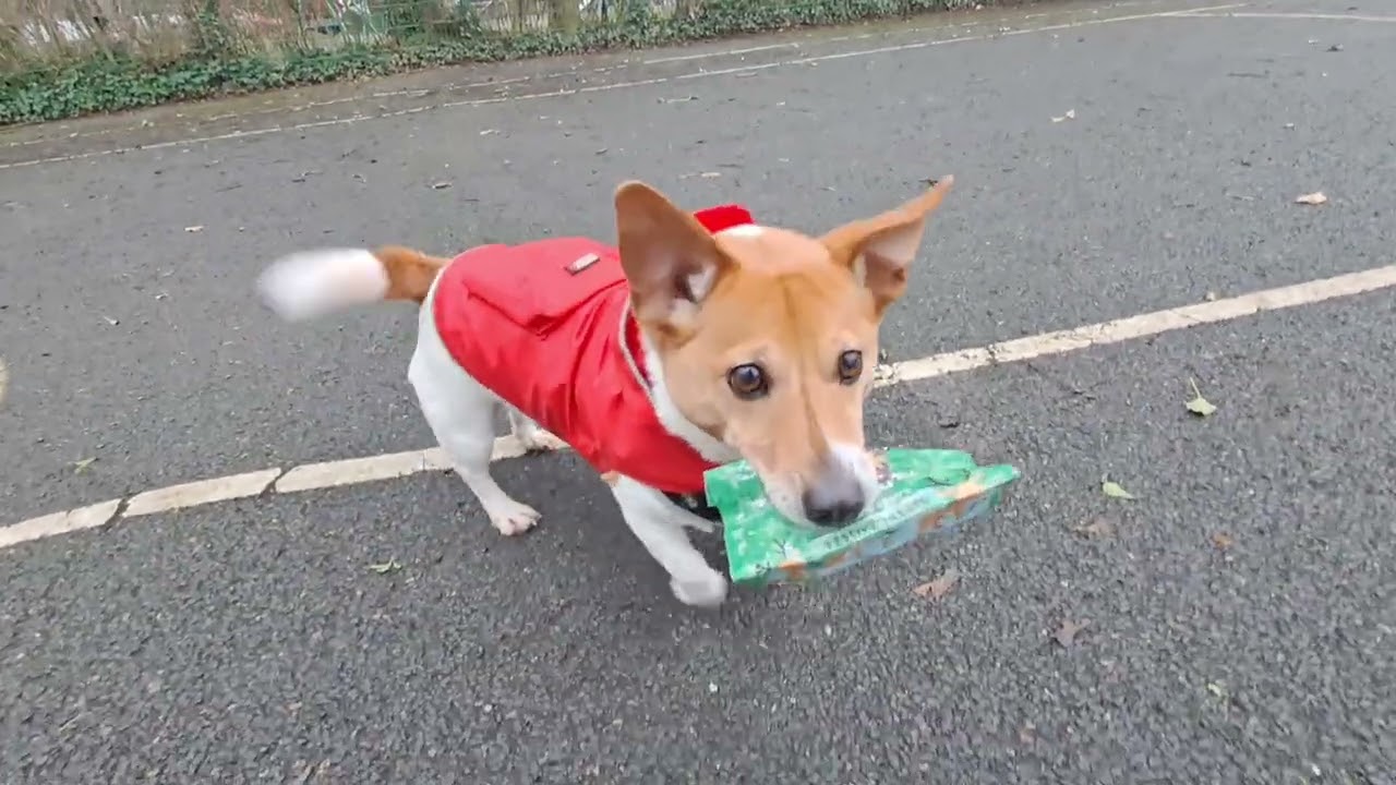 Jack Russell Reina Playing 🐾