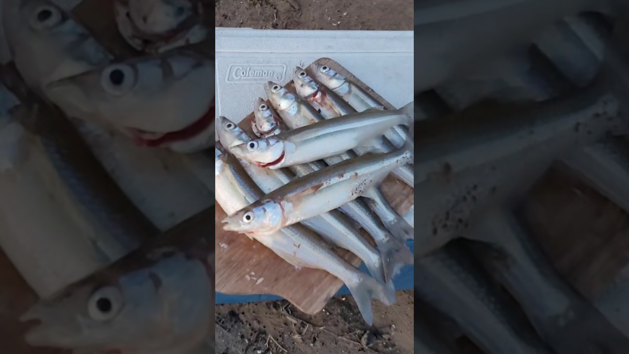 UN PAR DE HORAS DE PESCA EN LAGUNA DE LOS PADRES