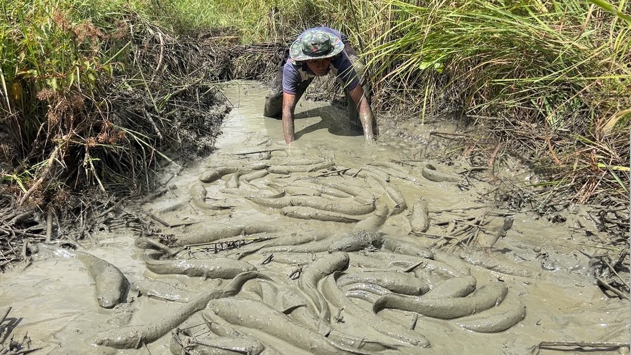 Wow so amazing! today a farmer spilling the water receded to catch fish in canal of field