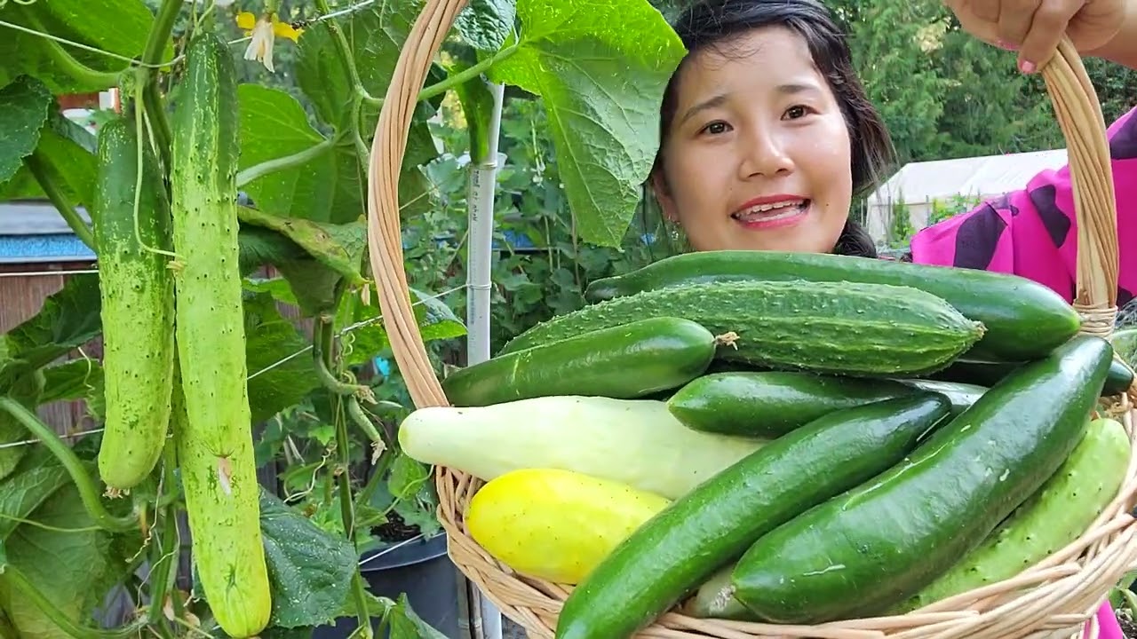 THU HOẠCH DƯA LEO HÀN QUỐC, DƯA LEO TRẮNG,DƯA LEO NHẬT, BÍ NGÒI TRÒN, NHỔ TỎI MỸ,BÔNG CẢI TÍM