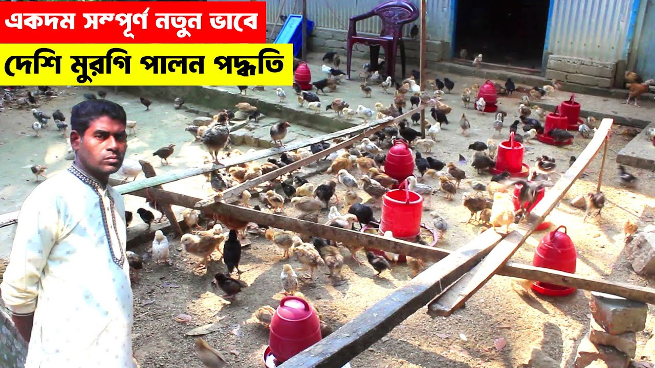 একদম সম্পূর্ণ নতুন ভাবে দেশি মুরগি পালন পদ্ধতি | দেশি মুরগি পালনে অর্থ উপার্জনের সহজ উপায়। Hen farm
