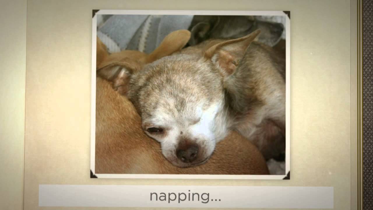 Harley, A Puppy Mill Dog - 2013