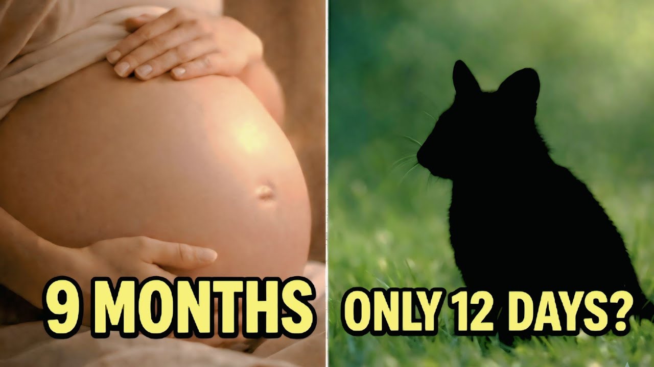 "Top 15 Animals That Give Birth Shockingly Fast! (Only 12 Days?)"