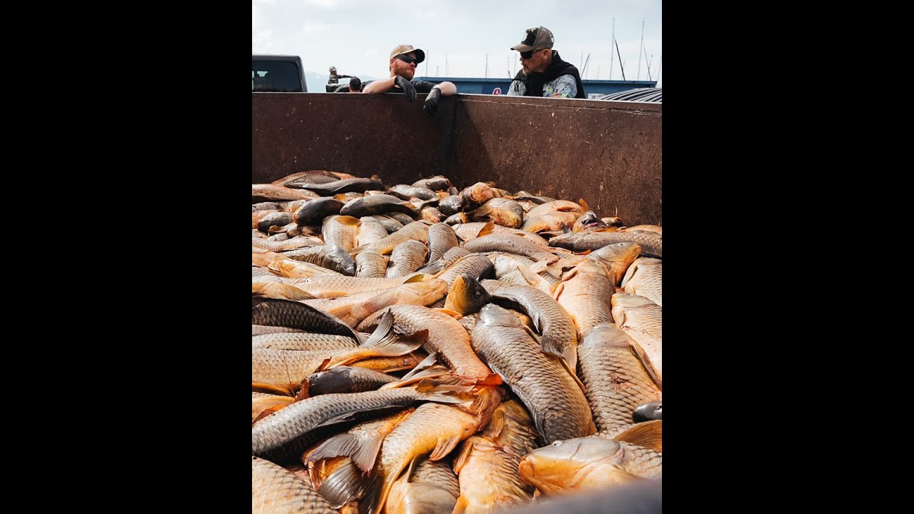 Holy Carp! The Great Carp Hunt 2025
