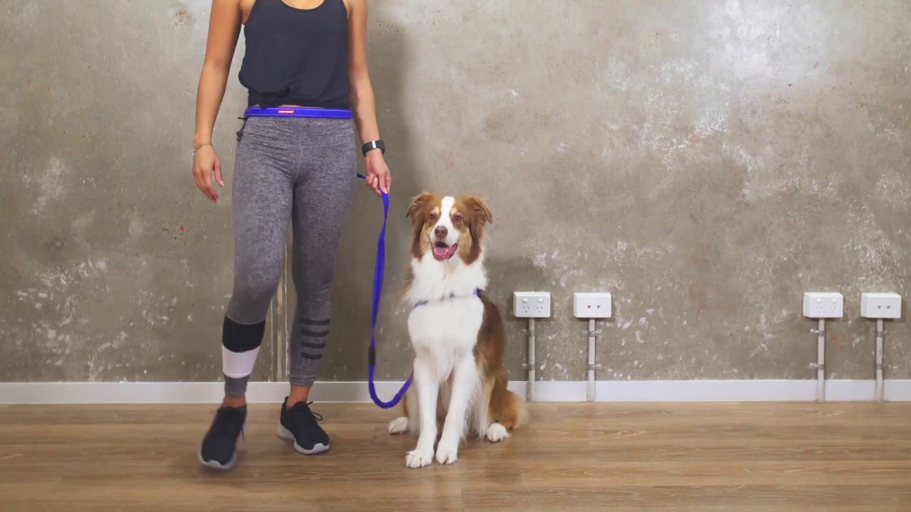 Laisse mains-libres pour chien Road Runner Ezydog