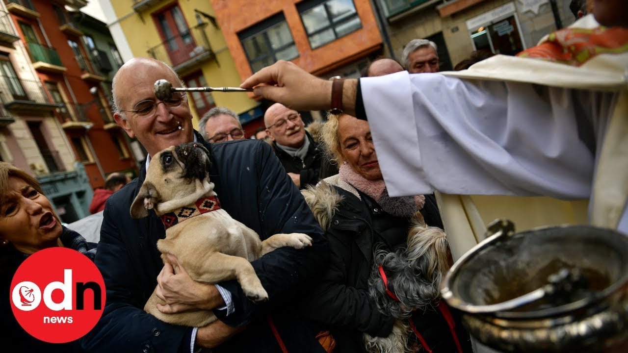 Hamsters, dogs and donkeys blessed by Catholic priests