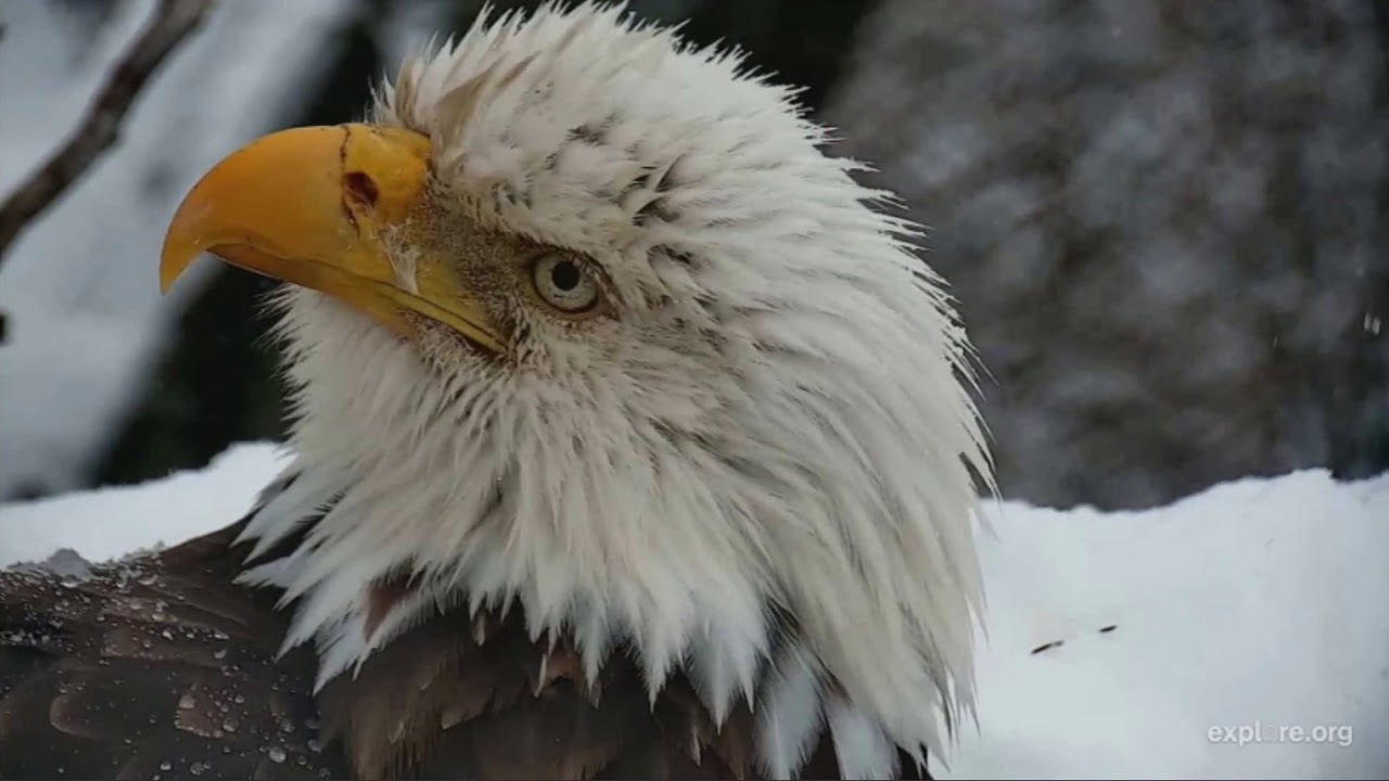 Decorah Eagles Cam : A Tribute to Dad Decorah