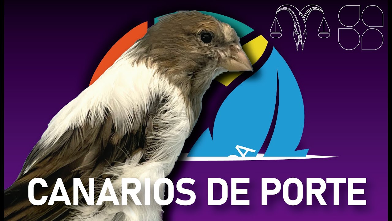 Grandes Campeones - Porte 2025