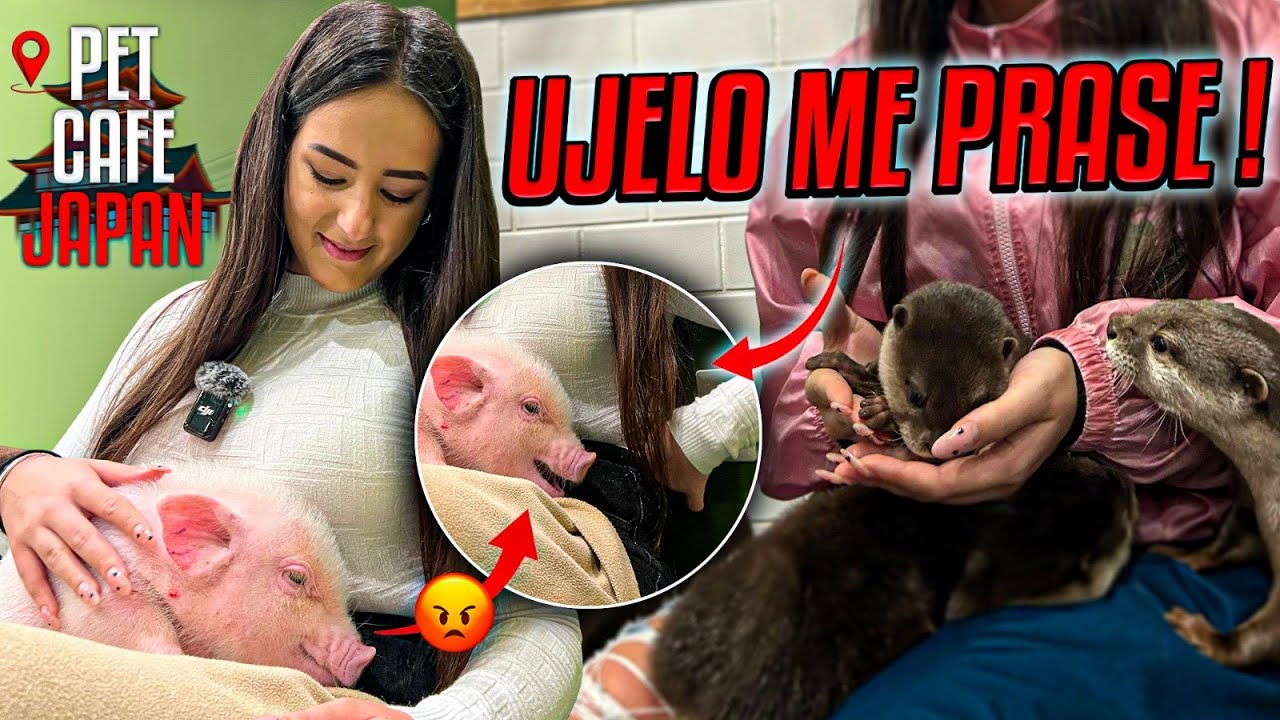 Kafici sa zivotinjama u JAPANU🇯🇵 | Ujelo me prase!🐷 |