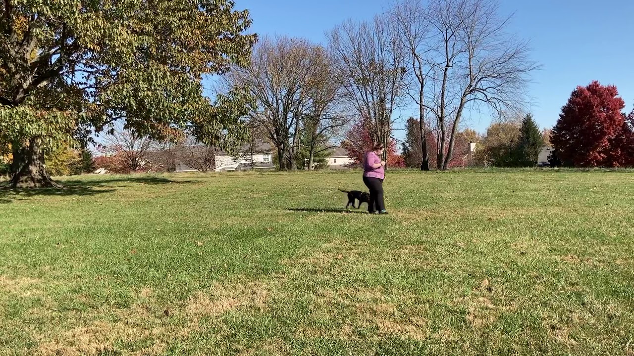Circle method for teaching polite leash walking