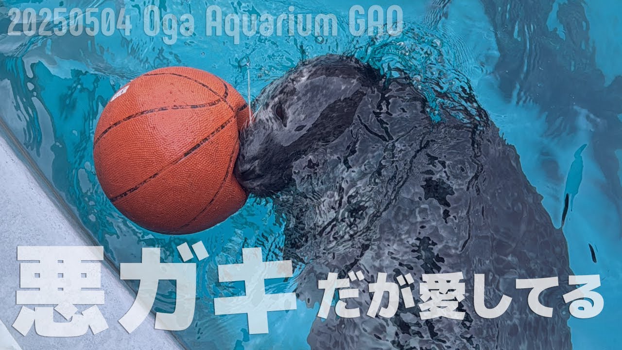悪ガキターボ、でも愛してる｜2025GWの男鹿水族館GAO 5月Vlog